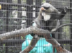 Cercopithecus neglectus