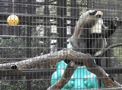 Cercopithecus neglectus