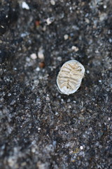 Armadillidium granulatum