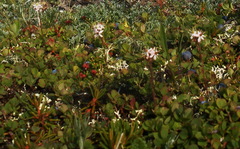 Bryanthus gmelinii