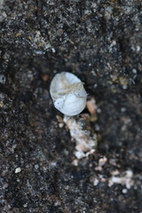 Armadillidium granulatum