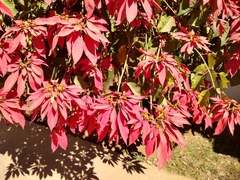 Euphorbia pulcherrima