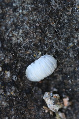 Armadillidium granulatum