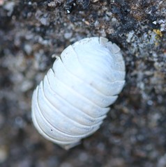 Armadillidium granulatum