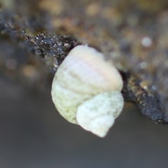 Littorina saxatilis