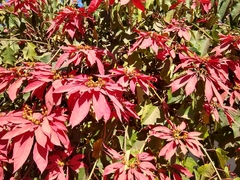Euphorbia pulcherrima