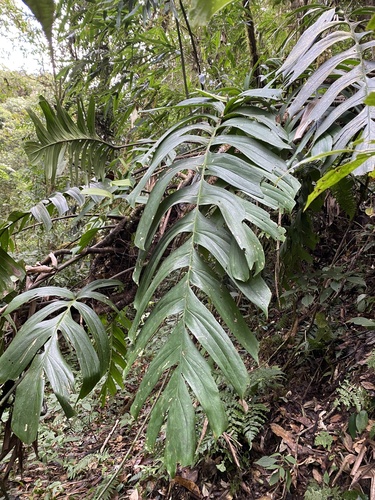 Rhaphidophora decursiva