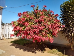 Euphorbia pulcherrima