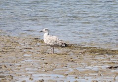 Larus argentatus