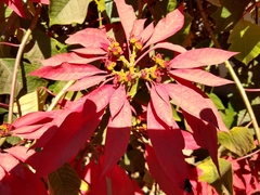 Euphorbia pulcherrima