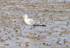 Larus argentatus