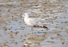 Larus argentatus