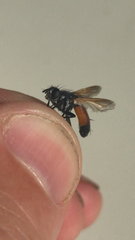 Cylindromyia pusilla