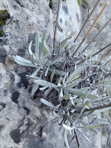 Image of Lavandula latifolia by (c) Roland Godon, some rights reserved (CC BY)