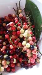 Antidesma puncticulatum