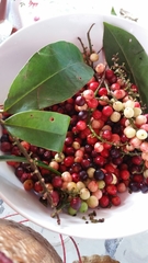 Antidesma puncticulatum