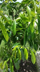 Antidesma puncticulatum