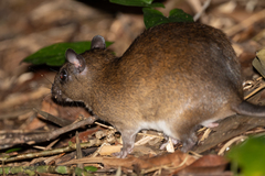 Cuvier's Spiny-Rat photo 3