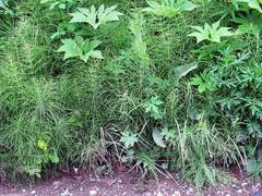 Equisetum pratense image