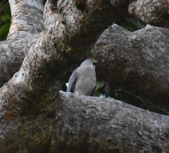 Accipiter rufitorques