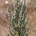 Artemisia vulgaris - Photo (c) Valentin Hamon,  זכויות יוצרים חלקיות (CC BY-NC), הועלה על ידי Valentin Hamon