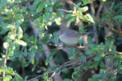 Curruca cantillans albistriata