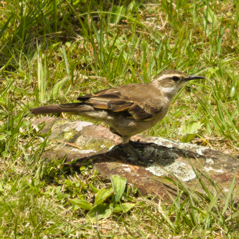 Long-tailed Cinclodes (Cinclodes pabsti), photo 2