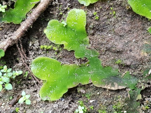 Dumortiera hirsuta