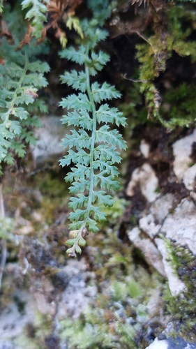Foto de Avenca