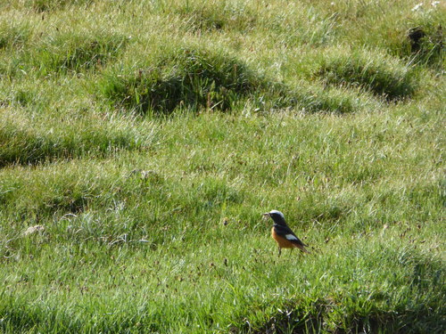 Phoenicurus erythrogastrus