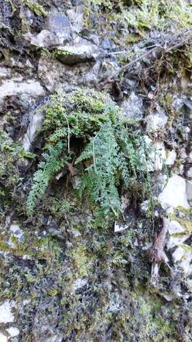 Foto de Avenca