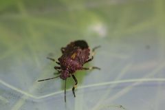 Rhacognathus punctatus