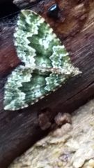 Asaphodes beata