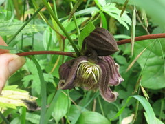 Clematis fusca