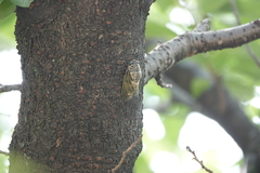 Cryptotympana facialis