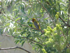 Emberiza bruniceps