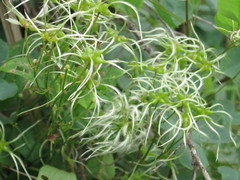 Clematis terniflora mandshurica