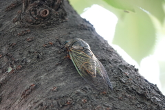 Cryptotympana facialis