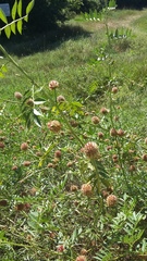Glycyrrhiza echinata