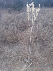 Aloe zebrina image