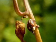 Sternuchopsis karelinii