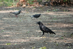 Corvus corone