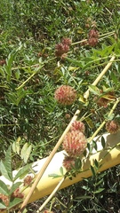 Glycyrrhiza echinata