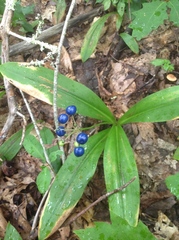 Clintonia