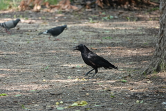Corvus corone