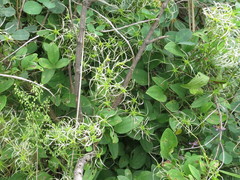 Clematis terniflora mandshurica