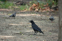 Corvus corone
