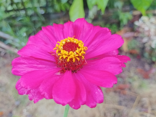 Zinnia elegans