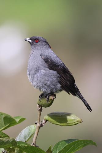 Red-crested Cotinga (Ampelion rubrocristatus), photo 3