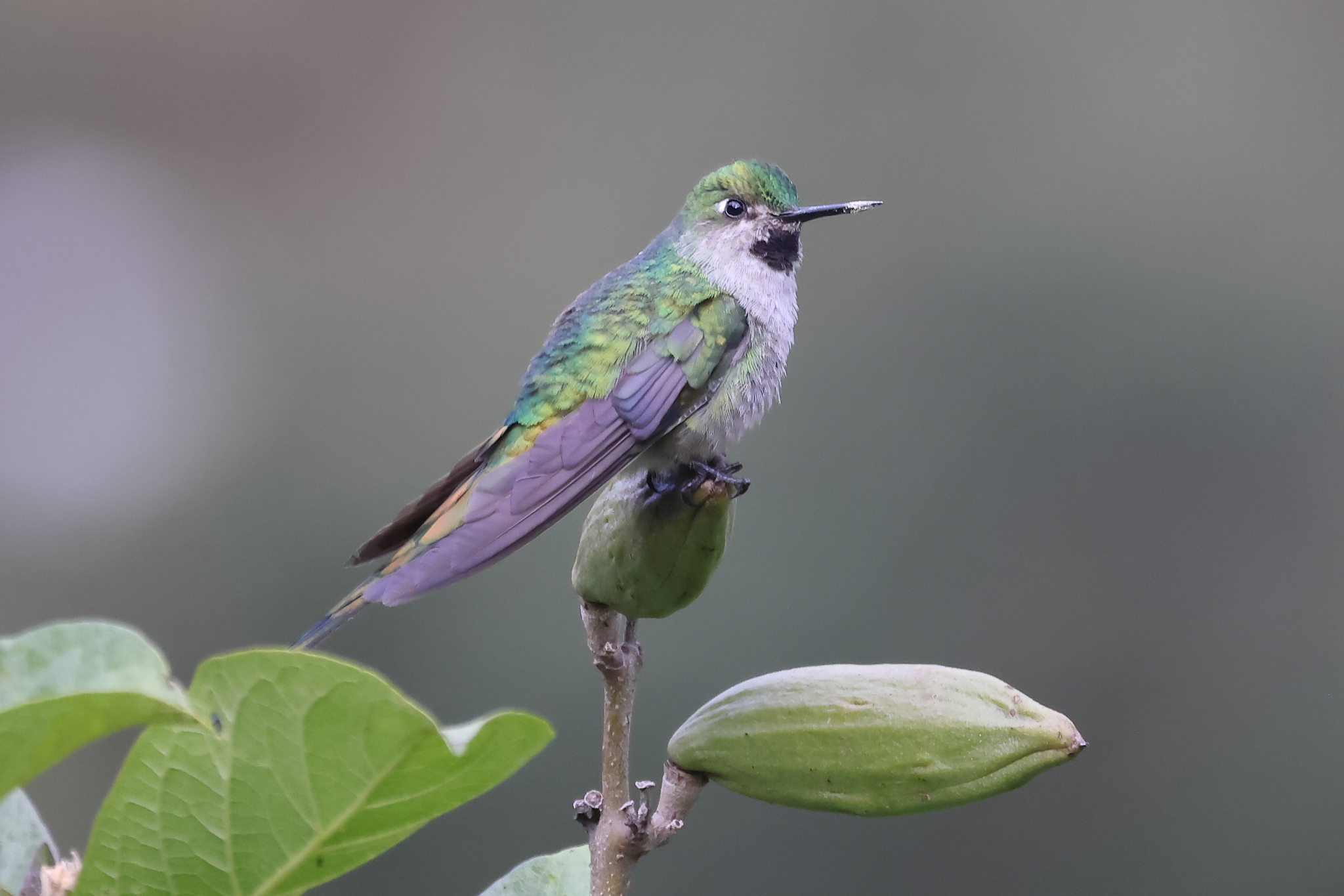 Grey-bellied Comet (Taphrolesbia griseiventris), photo 2